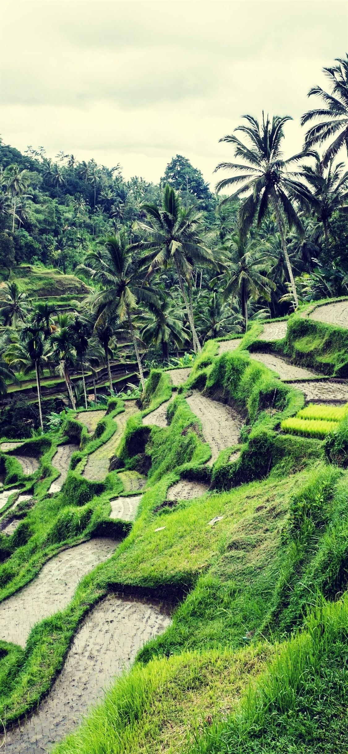 Vietnam's rice terraces, Stunning photography, Green wall art, Digital prints, 1130x2440 HD Phone