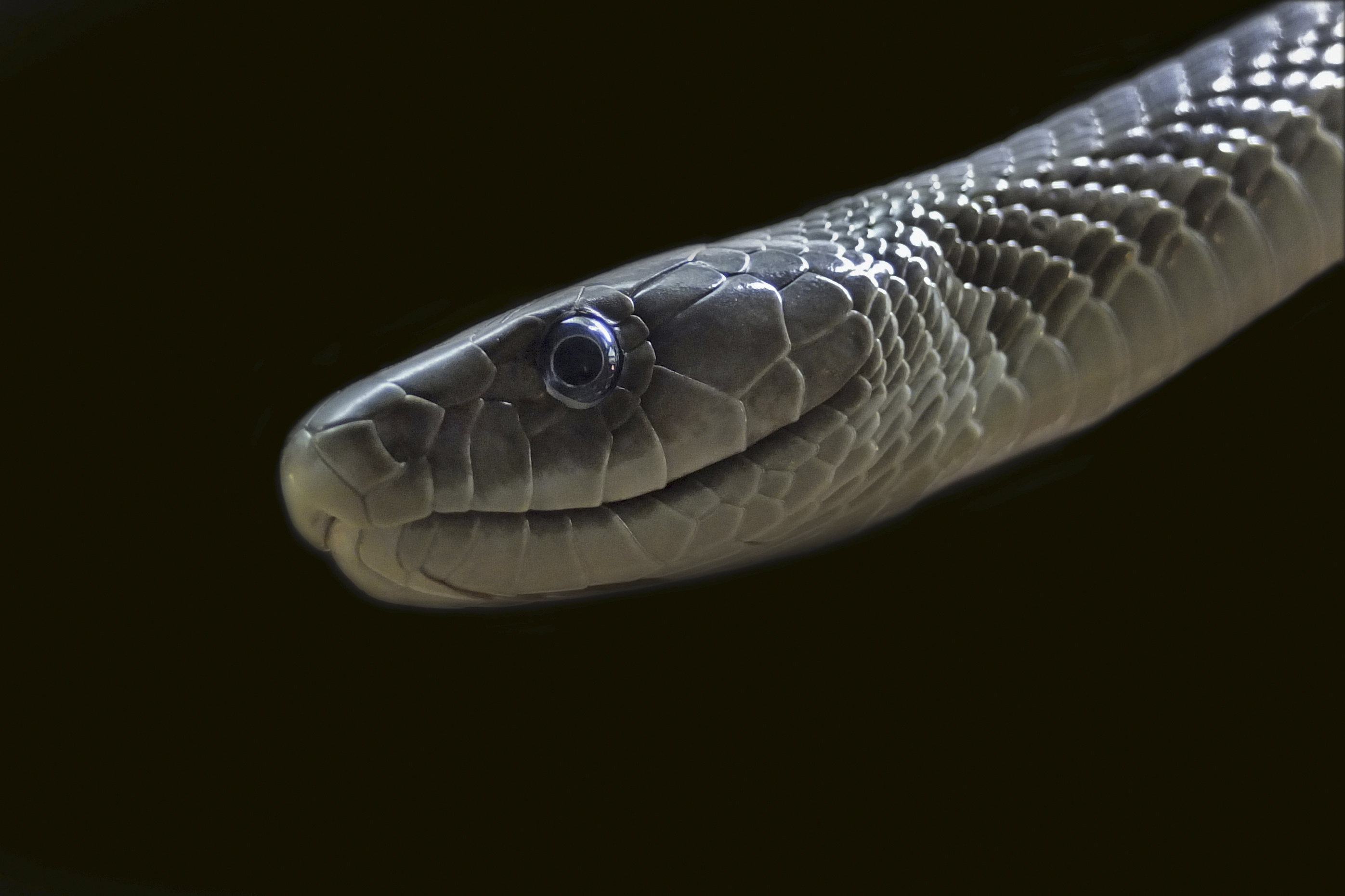 Fastest venomous snake, Dangerous predator, Earth's reptile, Fascinating facts, 2800x1870 HD Desktop