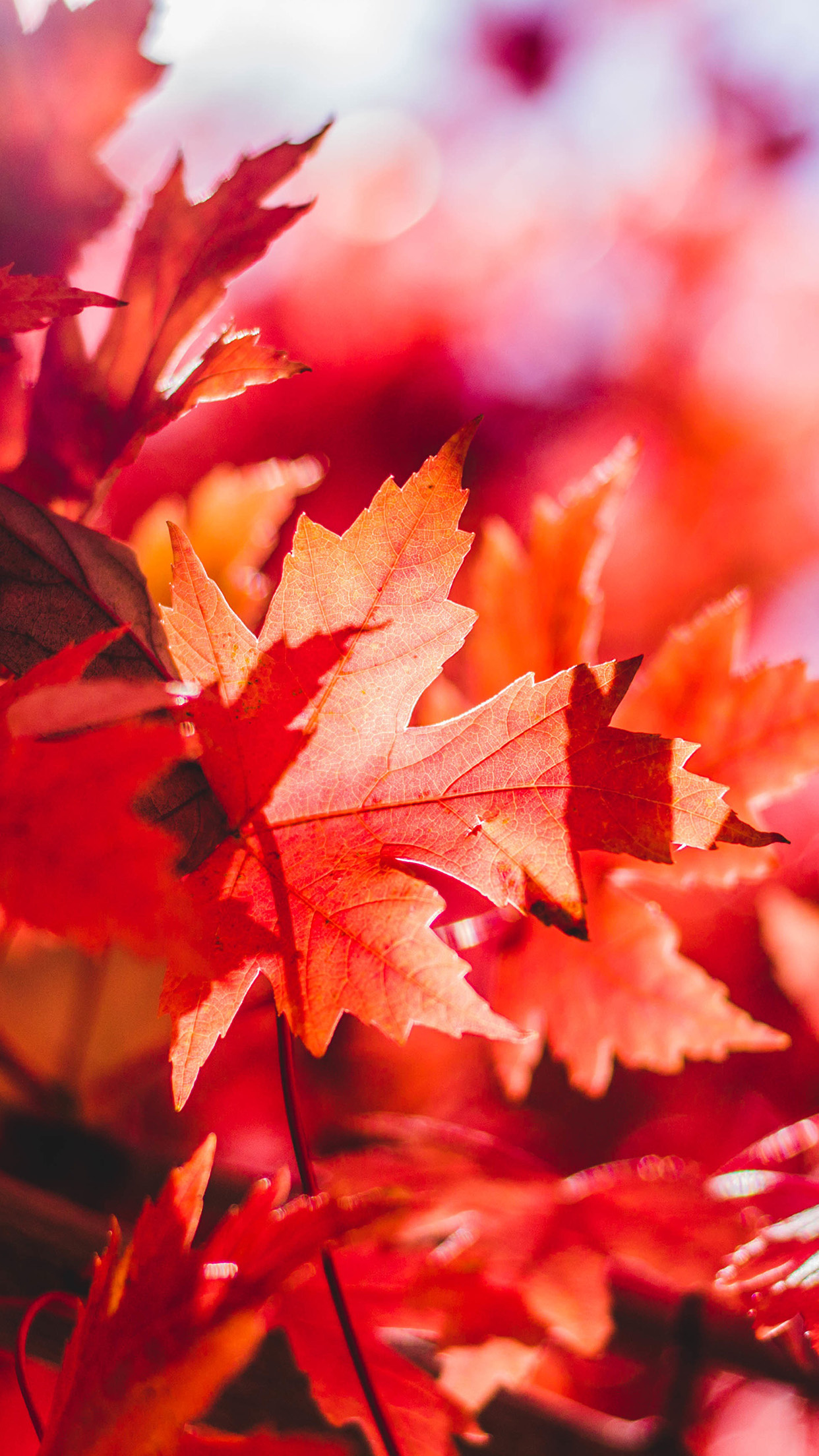 Nature's bounty, Vibrant red, Autumn glory, Floating leaf, 1250x2210 HD Handy