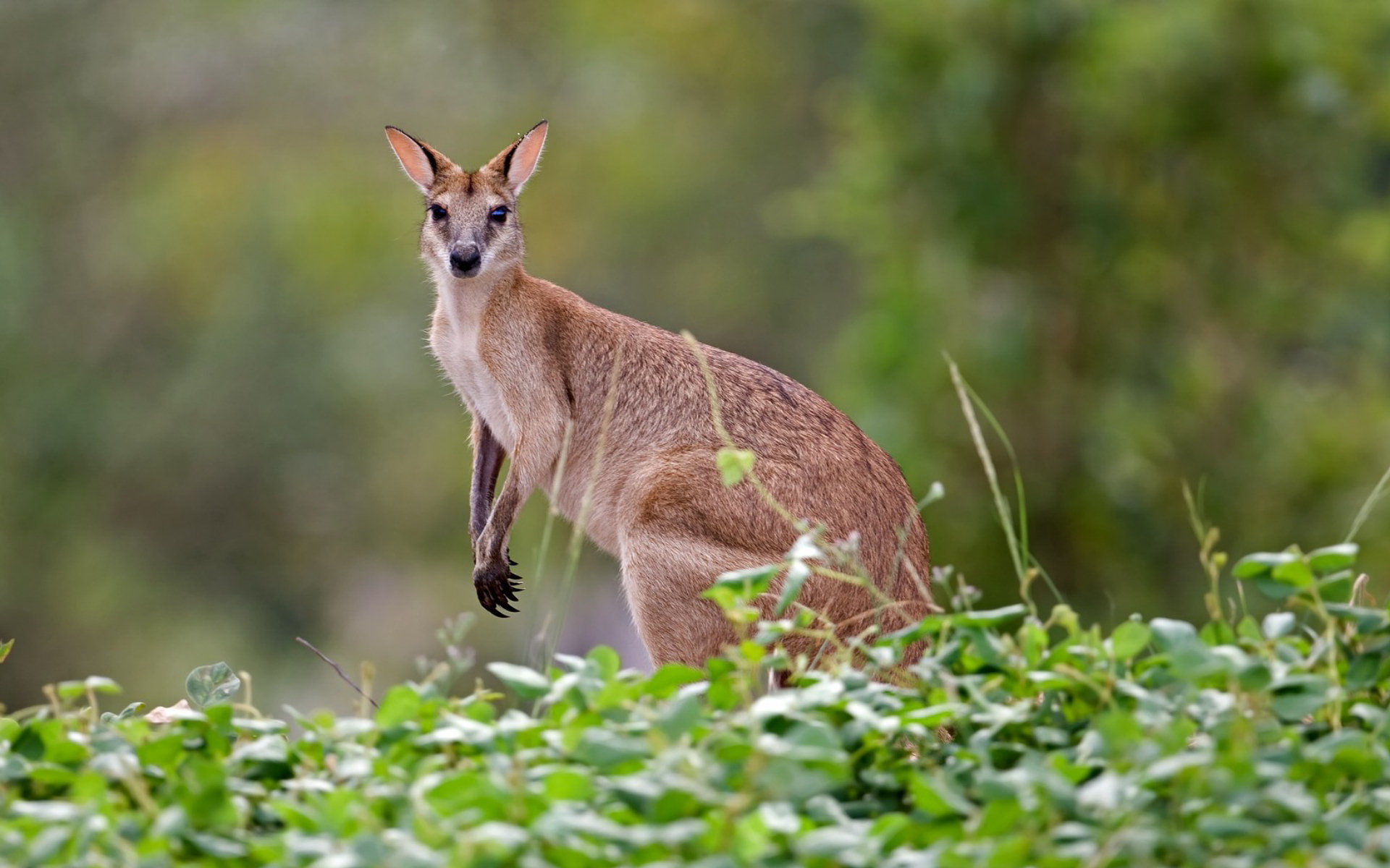Kangaroo (Animals), Kangaroo wallpapers, High-definition images, Stunning display, 1920x1200 HD Desktop