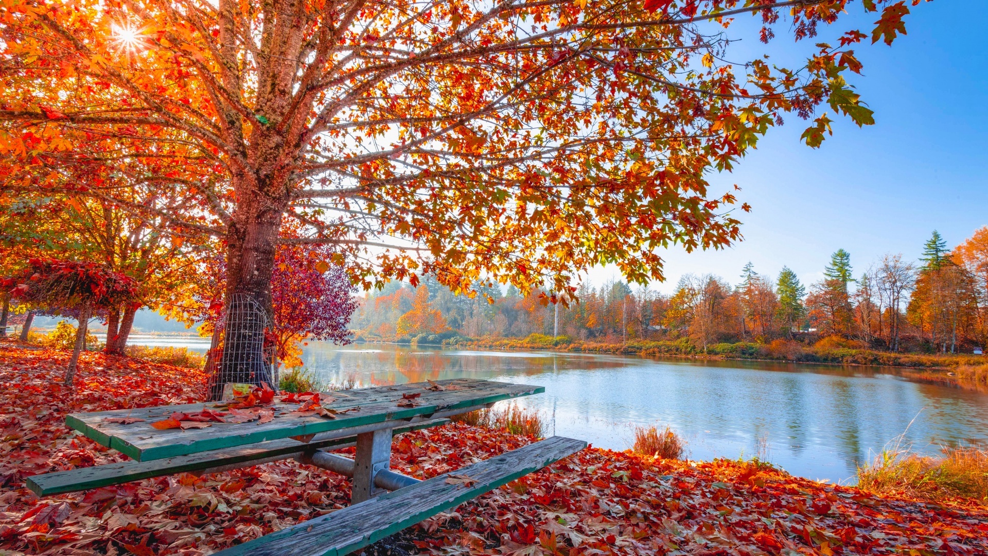 Fall maple tree foliage, Sun light, Body eyecandy, Xfce desktop, 1920x1080 Full HD Desktop