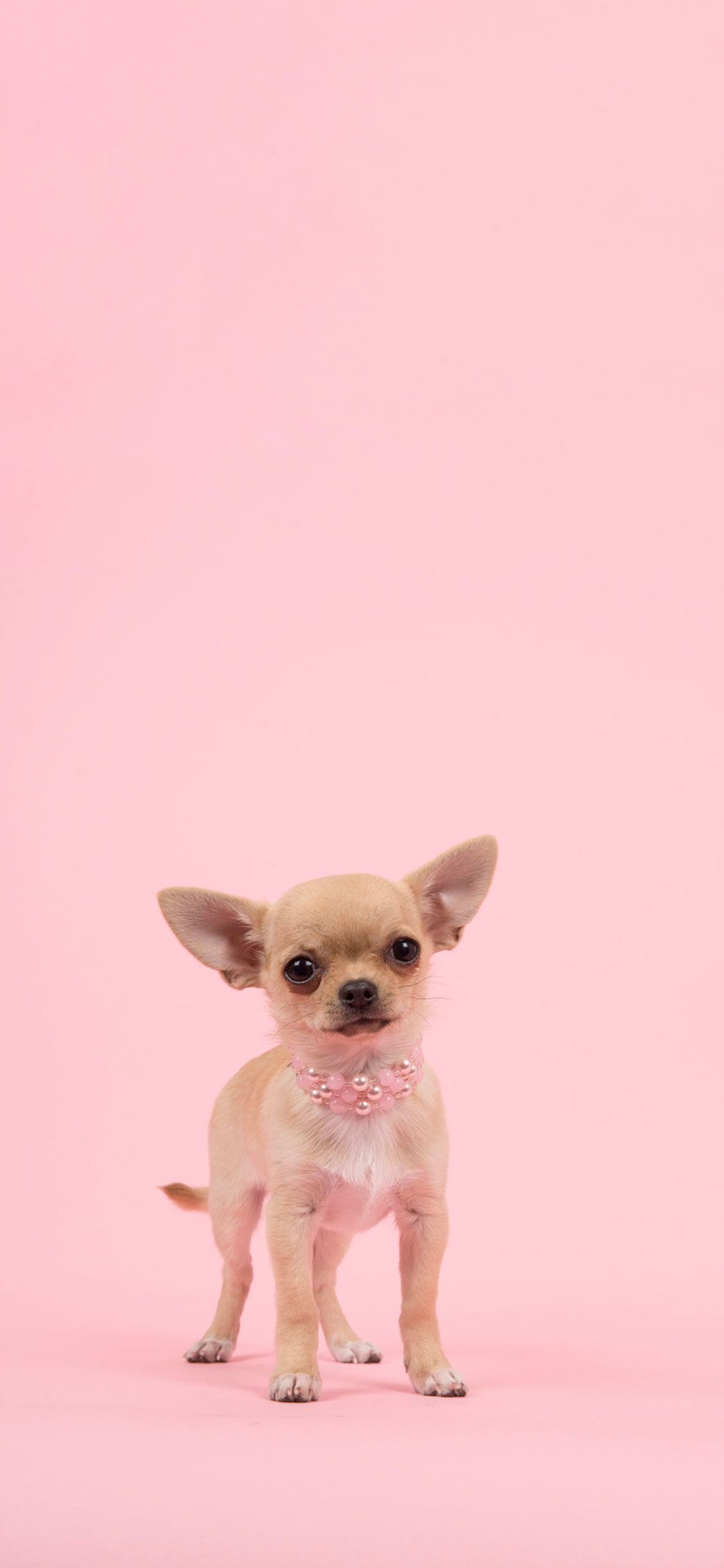 Pink dog wallpapers, Popular and trendy, Cute and vibrant, Lovely pet, 1130x2440 HD Handy