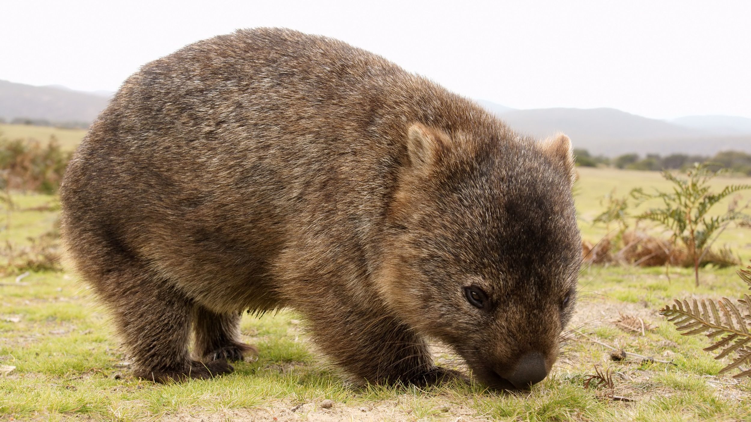 Hero wombats, Saving other animals, Drought relief, 2500x1410 HD Desktop