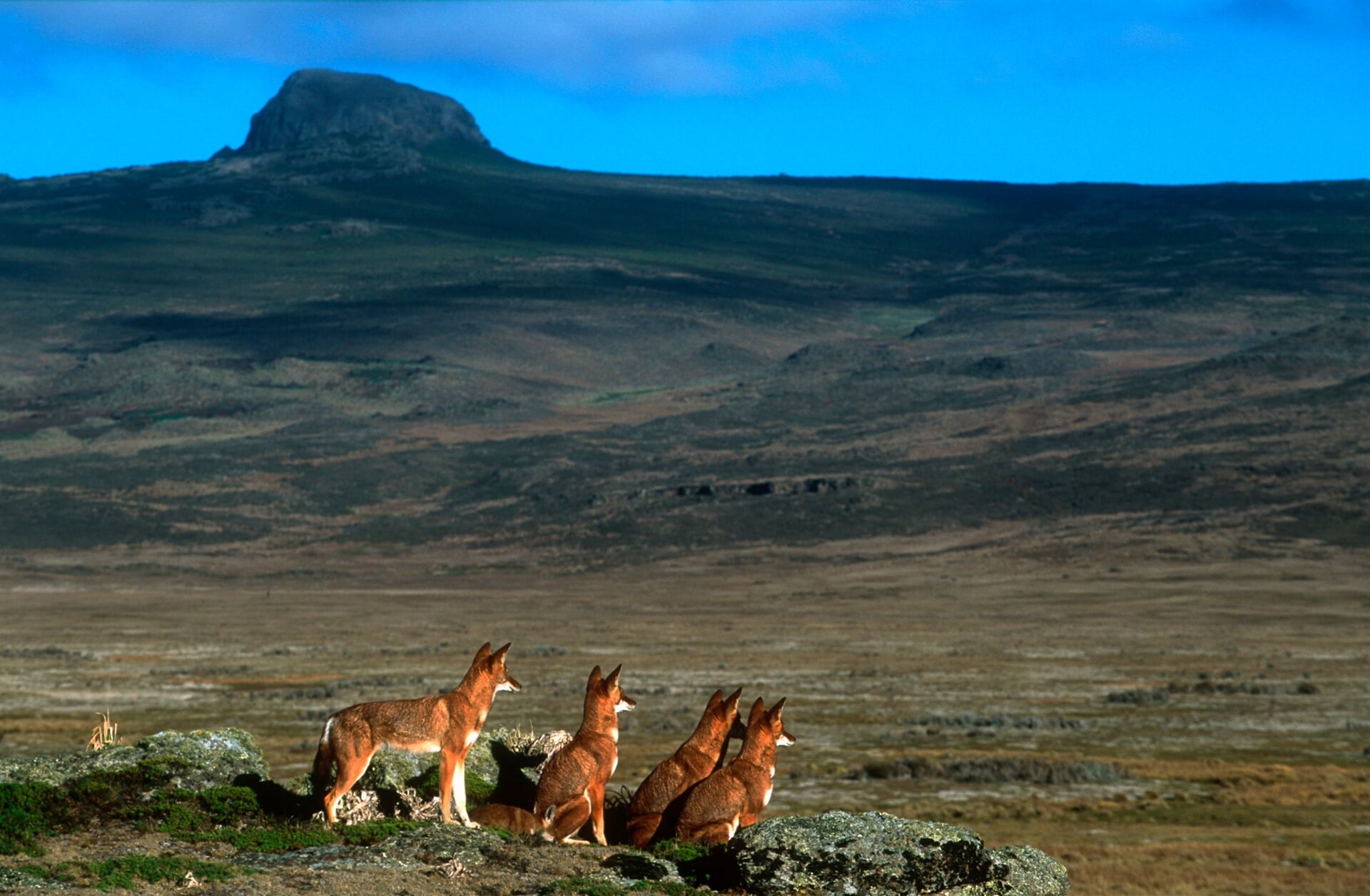 Bale Mountains National Park, Tamu Ethiopian Tour, Travel Agency, 1920x1260 HD Desktop