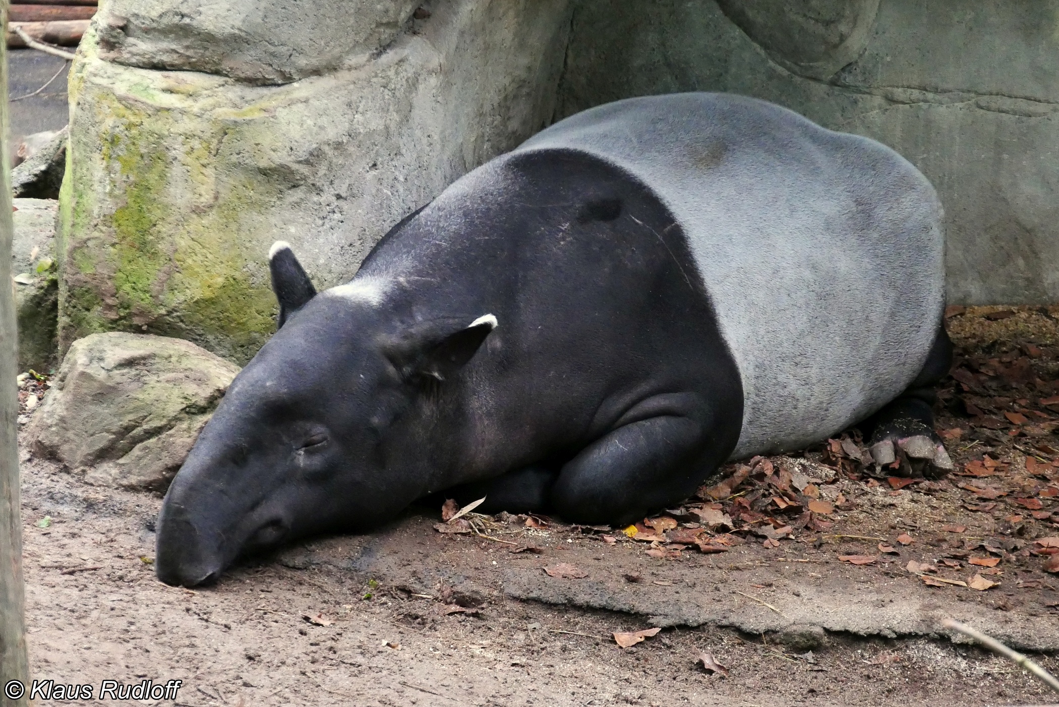 Tapirus indicus, Malayan tapir, Tapir image, Animal, 2100x1410 HD Desktop