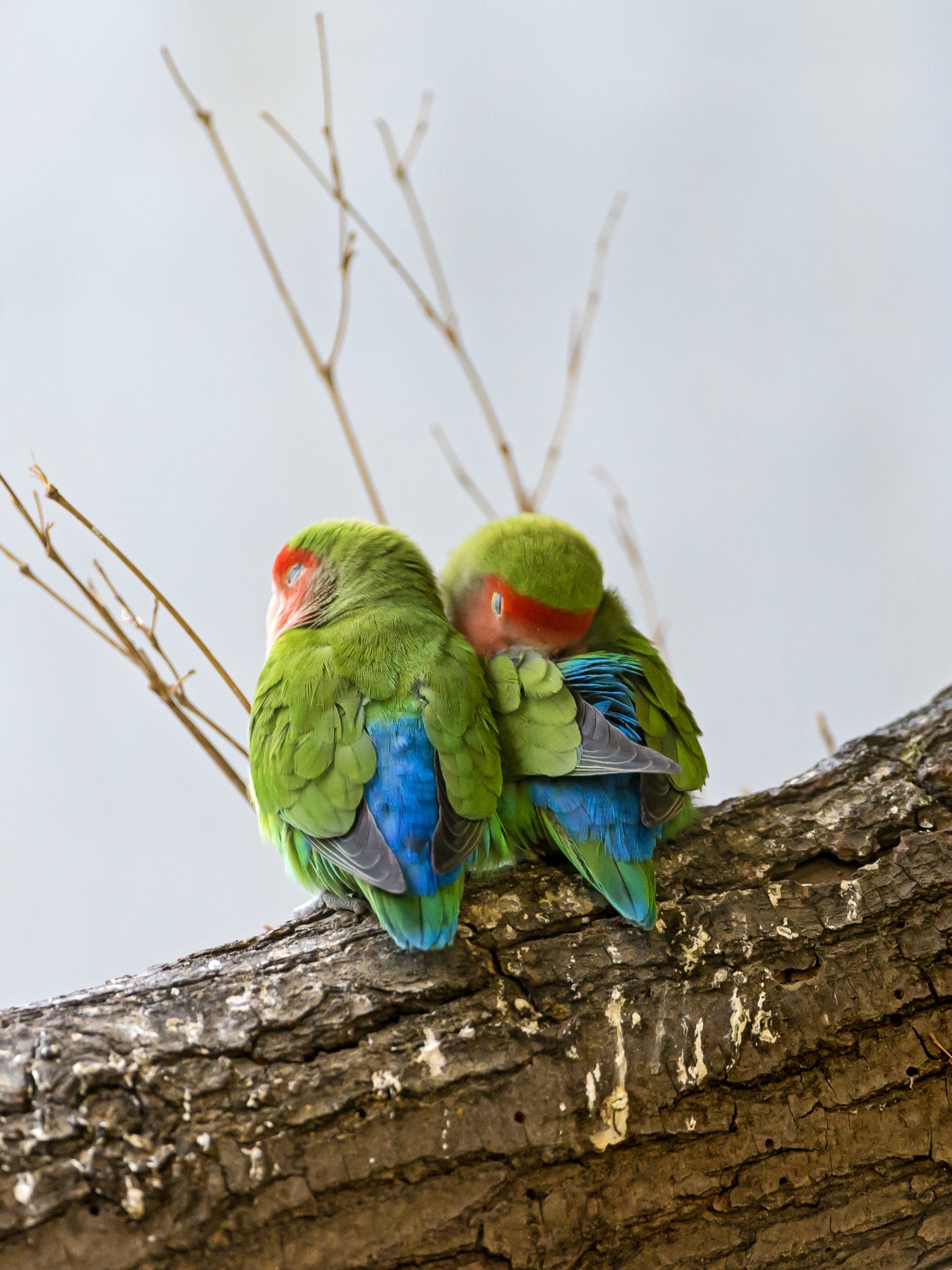 Rosy-faced lovebirds wallpaper, Peach-faced lovebirds, Bird couple, Tree branch, 1540x2050 HD Phone