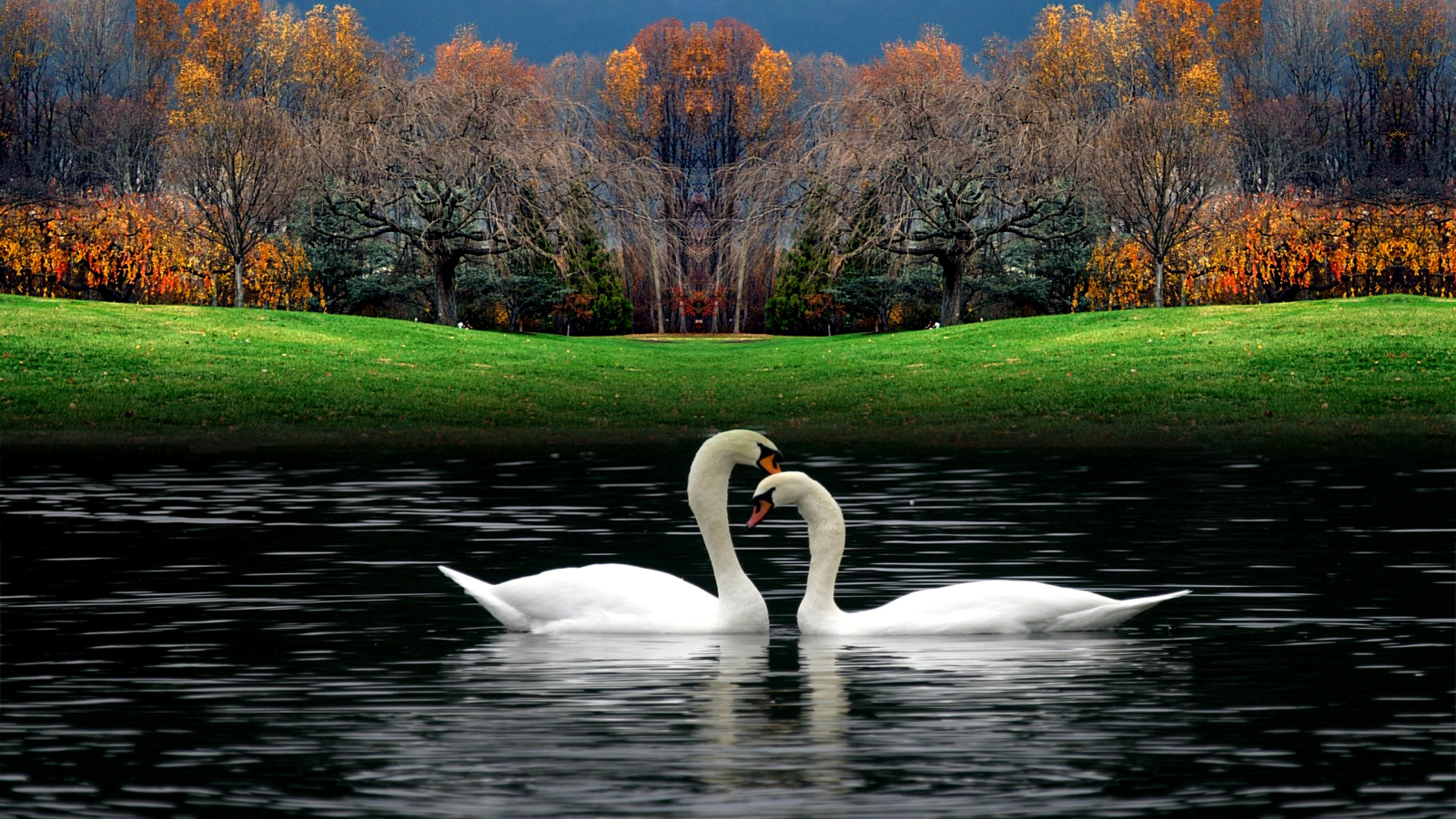 White beautiful swans, Playing in water, Wallpaper for desktop, Beautiful swans playing, 3840x2160 4K Desktop