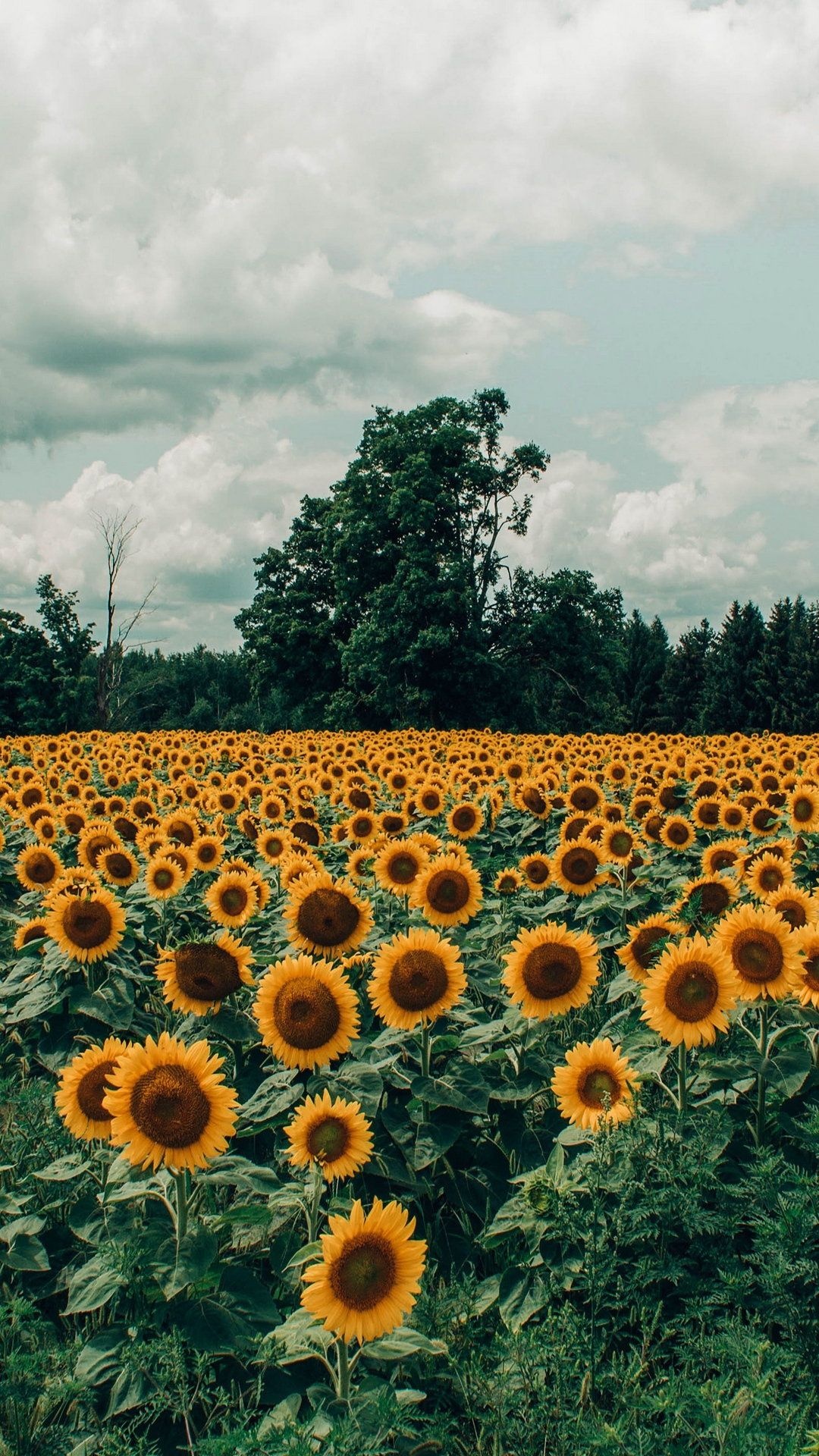 Flower Field: Sunflower, A large annual forb of the genus Helianthus. 1080x1920 Full HD Background.