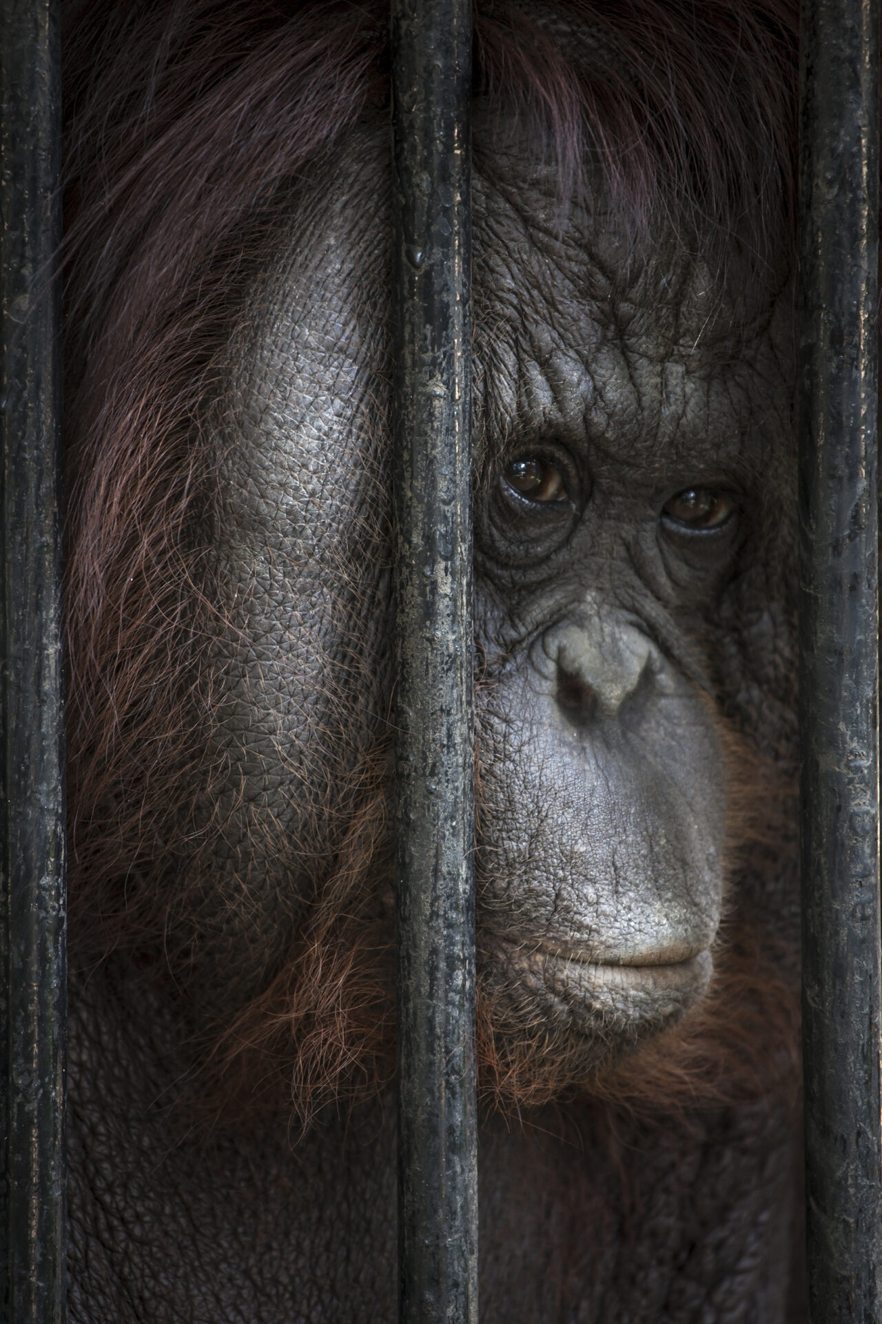 Orphaned and abused, Truth about orangutan tourism, Animal welfare, Protecting wildlife, 1280x1920 HD Phone