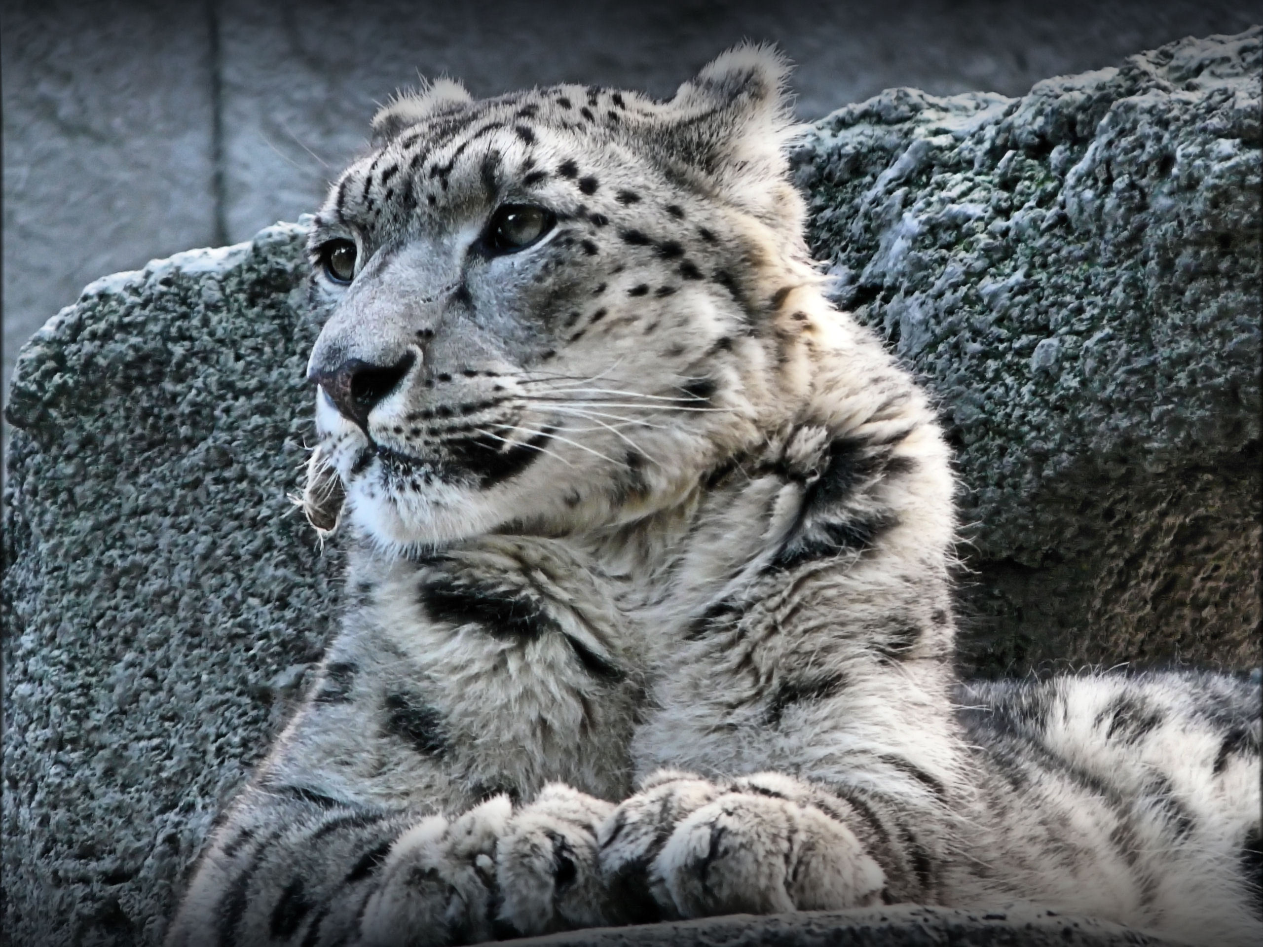 Snow Leopard, Captivating creature, Endangered species, Conservation efforts, 2560x1920 HD Desktop