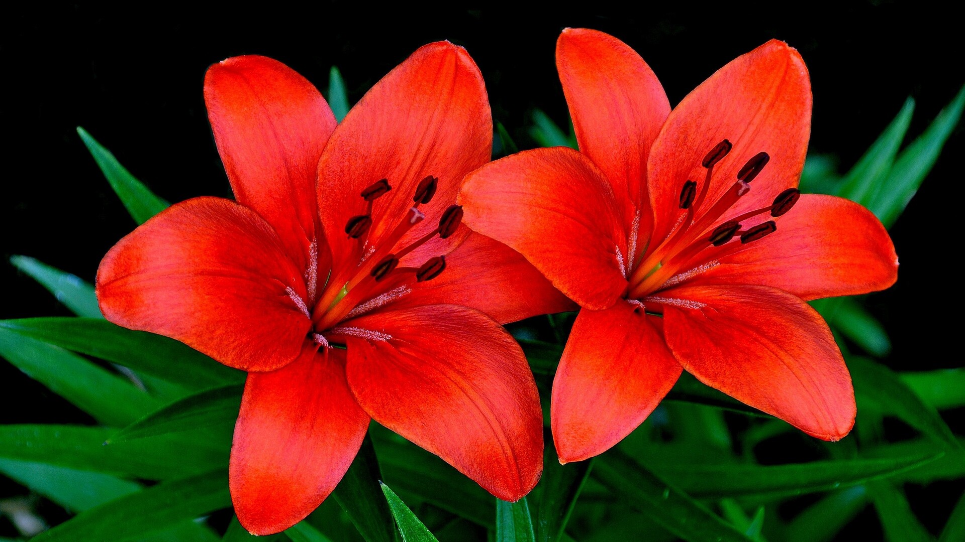 Lily: Lilies are available in a variety of heights, flower styles, and bloom times. 1920x1080 Full HD Wallpaper.