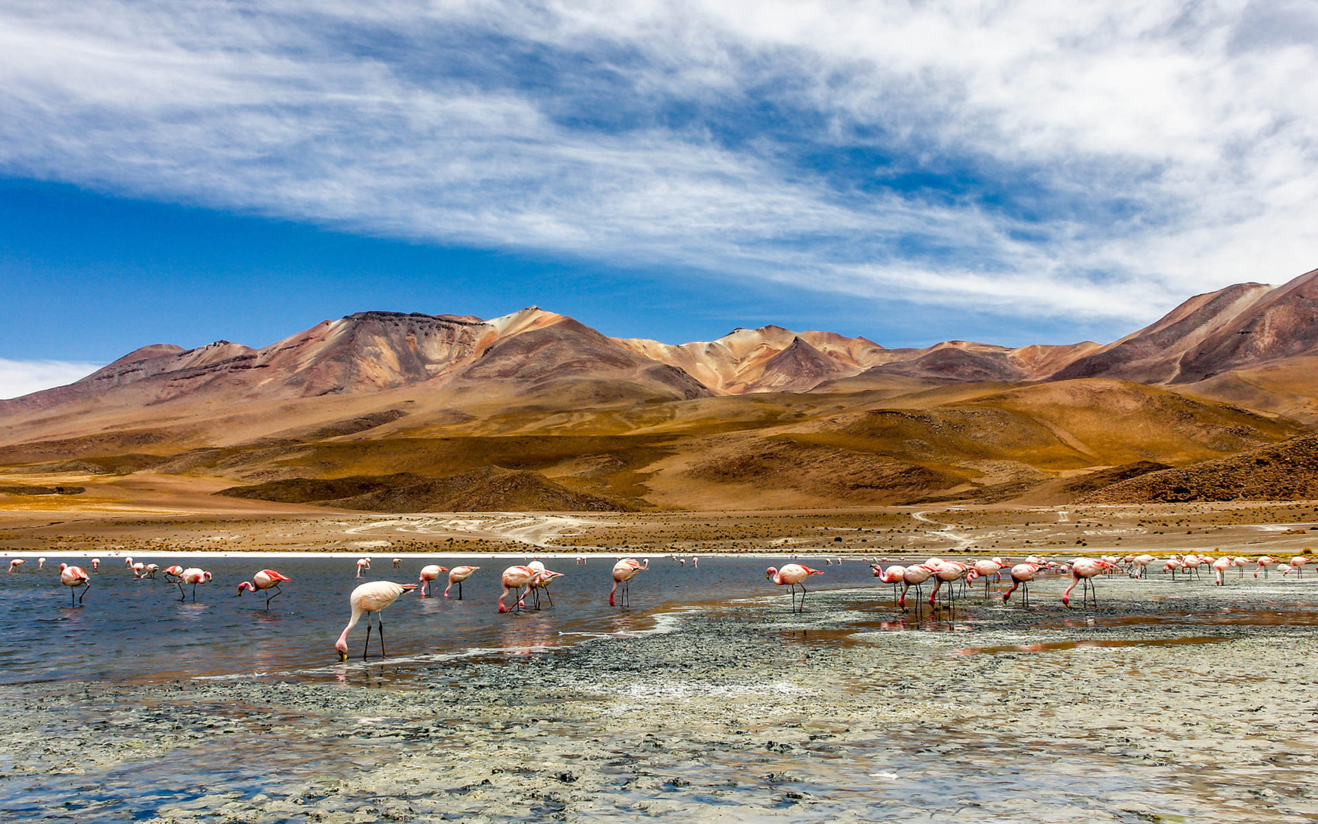 Southern Bolivia flamingos, Exotic birds in Laguna Colorada, 1920x1200 HD Desktop
