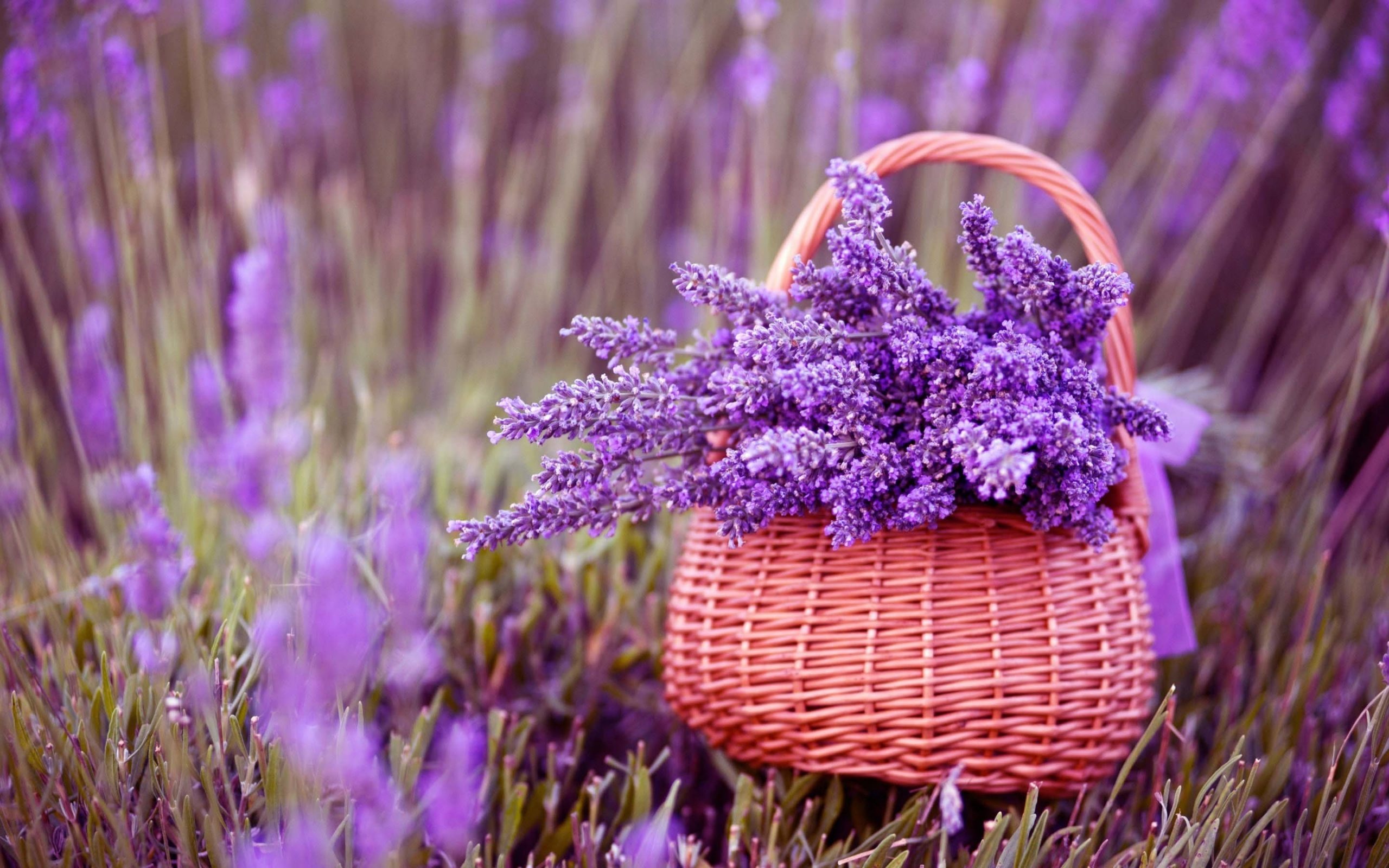 Lavender wallpaper HD, Lavender fields, Nature's tranquility, Vibrant blooms, 2560x1600 HD Desktop