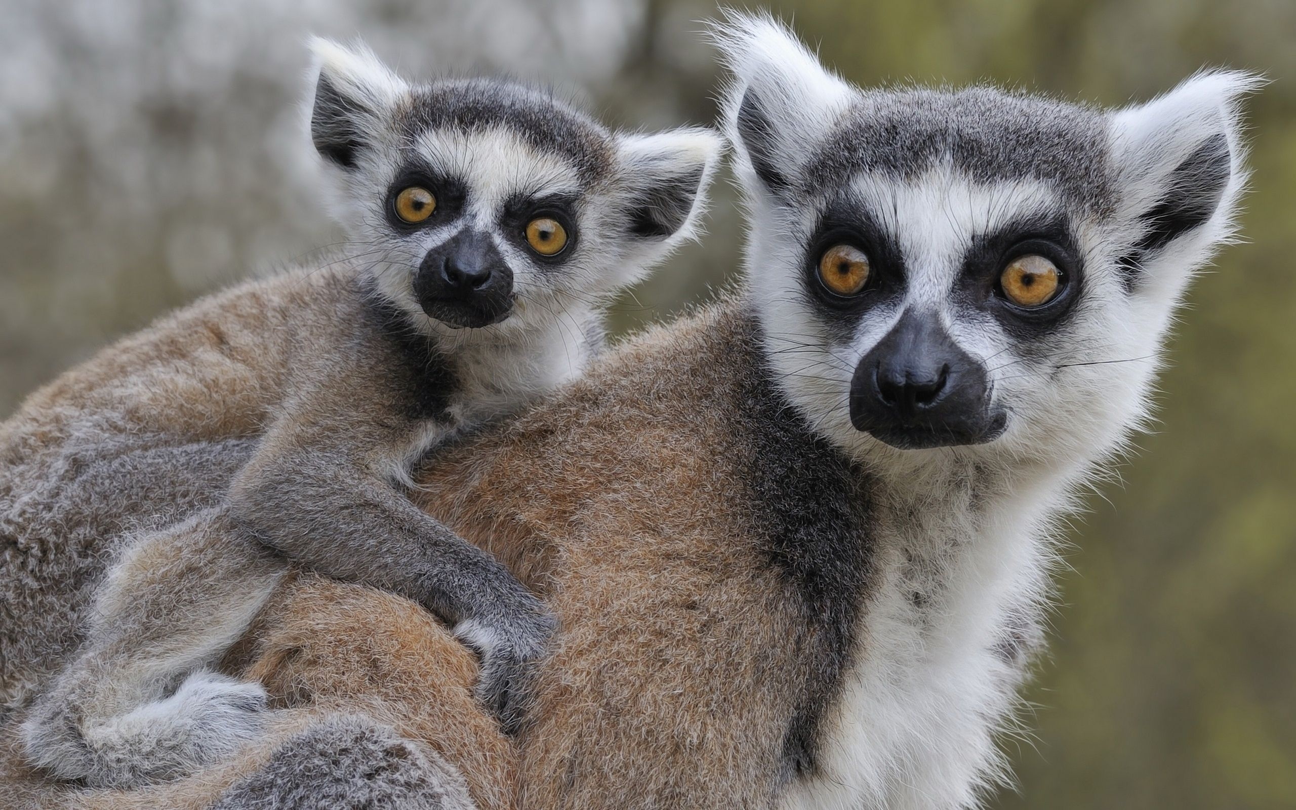 Cute lemur wallpapers, Playful wildlife, Ring Tailed Lemur, Nature's charm, 2560x1600 HD Desktop