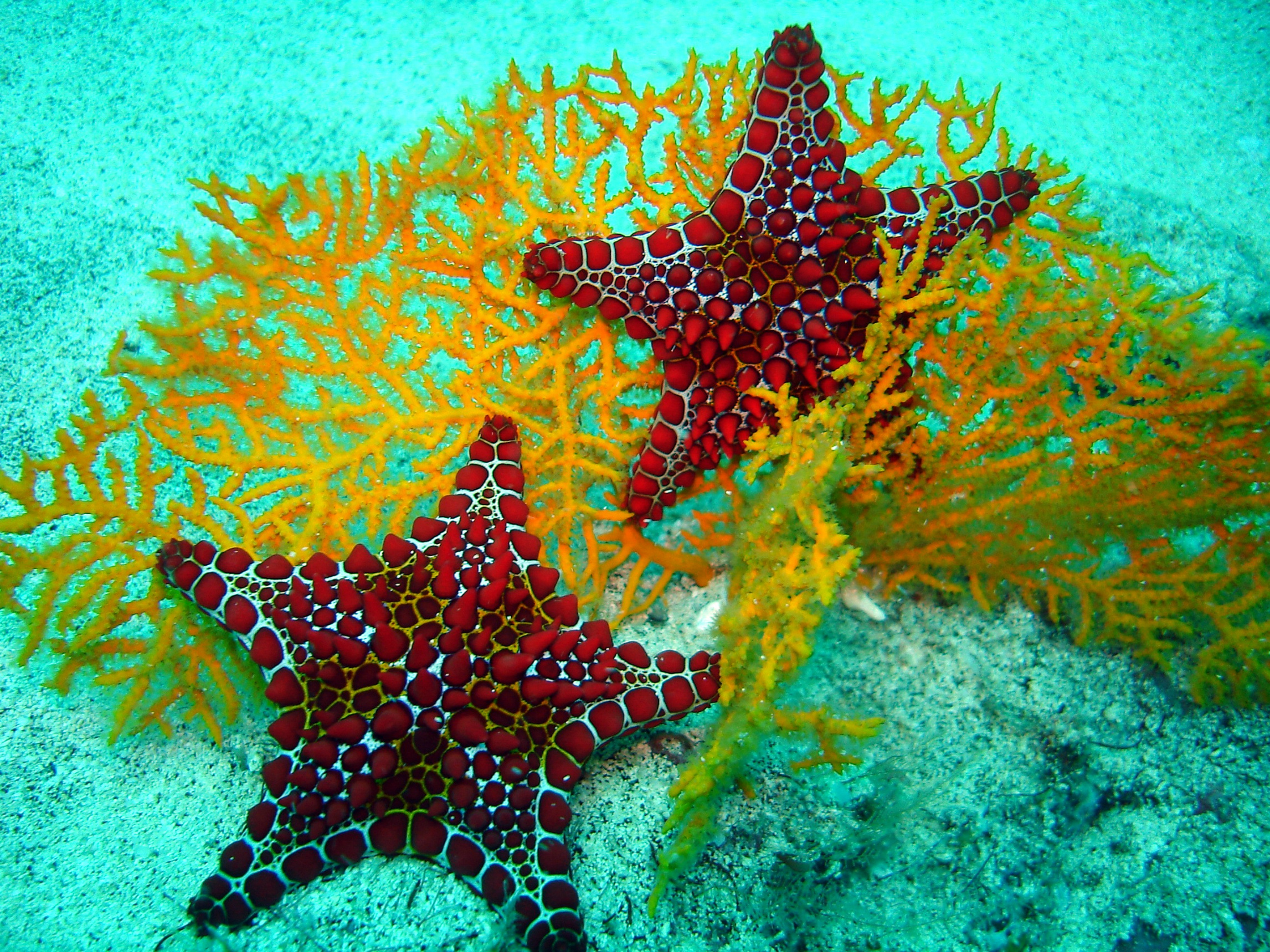 Sea Star: Have a circulatory system made up primarily of water. 2300x1720 HD Background.