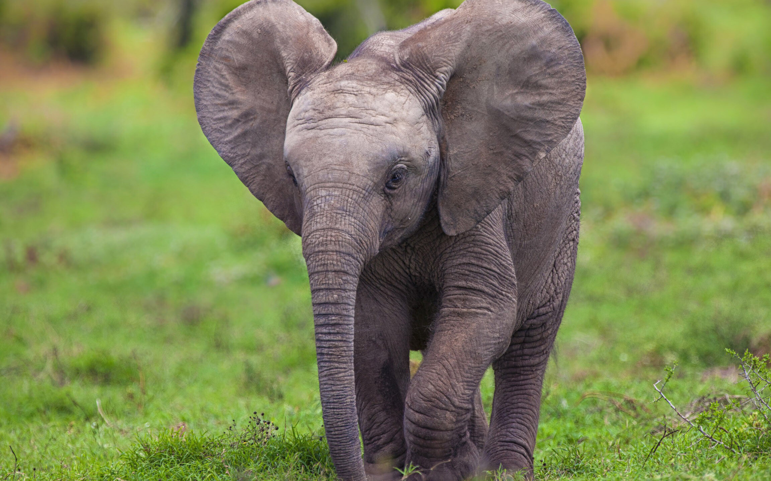 Elephant: They communicate by touch, sight, smell, and sound, Elephantidae. 2560x1600 HD Background.