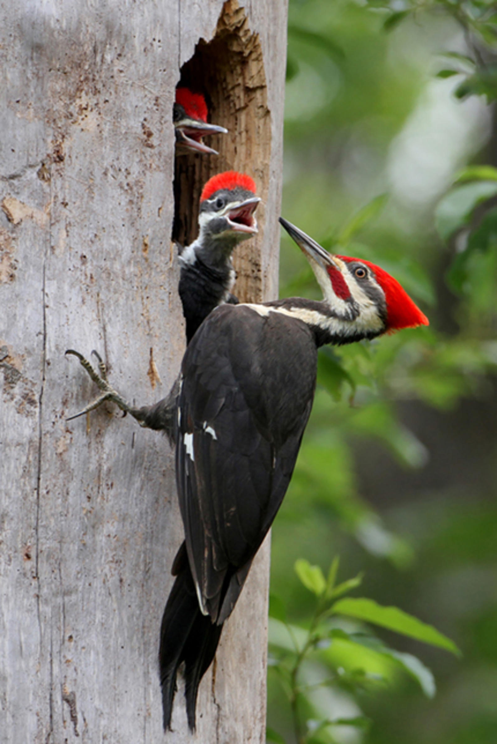 Pileated woodpecker, Nature's magnificence, Jooinn download, Free picture, 1600x2400 HD Phone