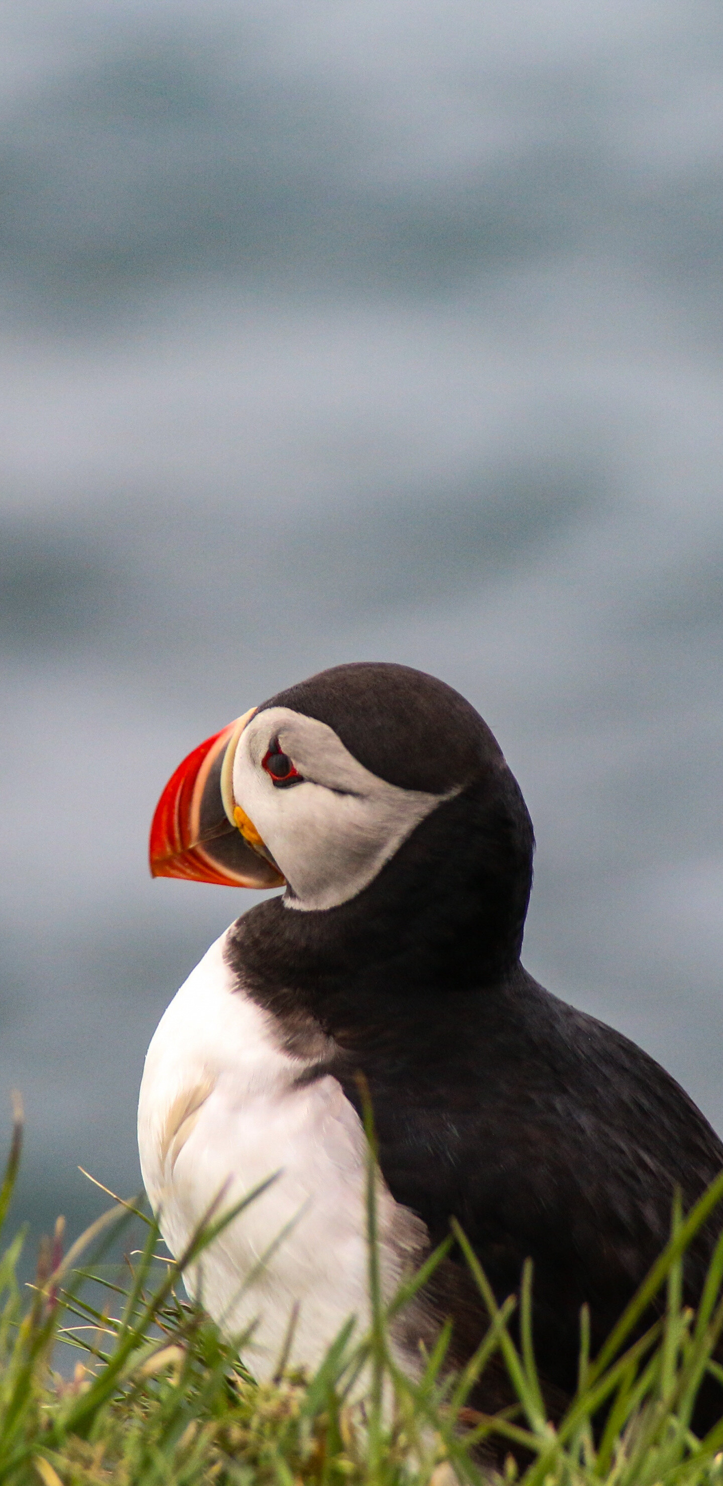 Bird: Puffin, Pelagic seabirds that feed primarily by diving in the water. 1440x2960 HD Background.
