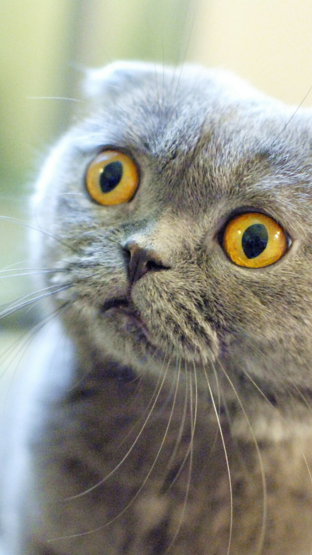 Scottish Fold: On average, these cats live to be 11–15 years old. 1080x1920 Full HD Background.