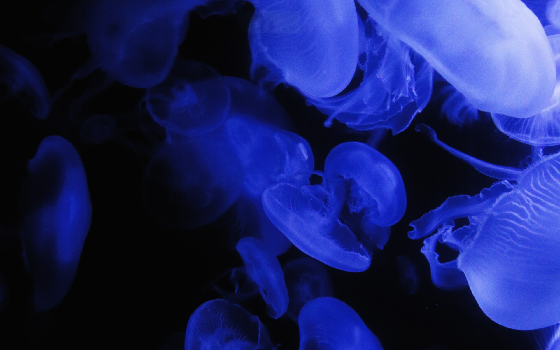 Glowing Jellyfish: Blooms of moon jellies, Marine animal able to survive in oxygen-poor and polluted waters. 1920x1200 HD Background.