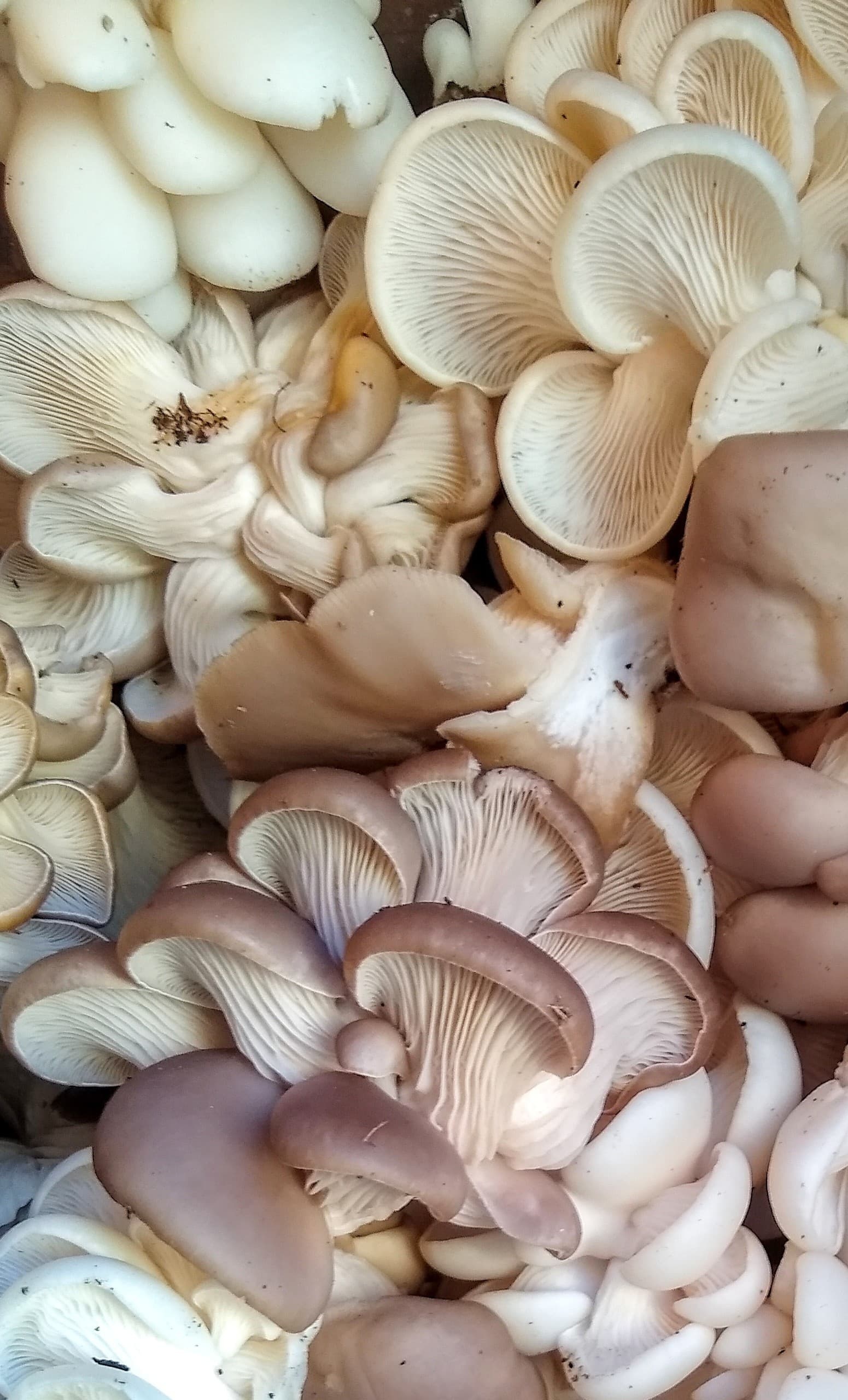 Oyster mushrooms, Jupiter Ridge Farm, Organic cultivation, Farm-fresh harvest, 1560x2560 HD Phone