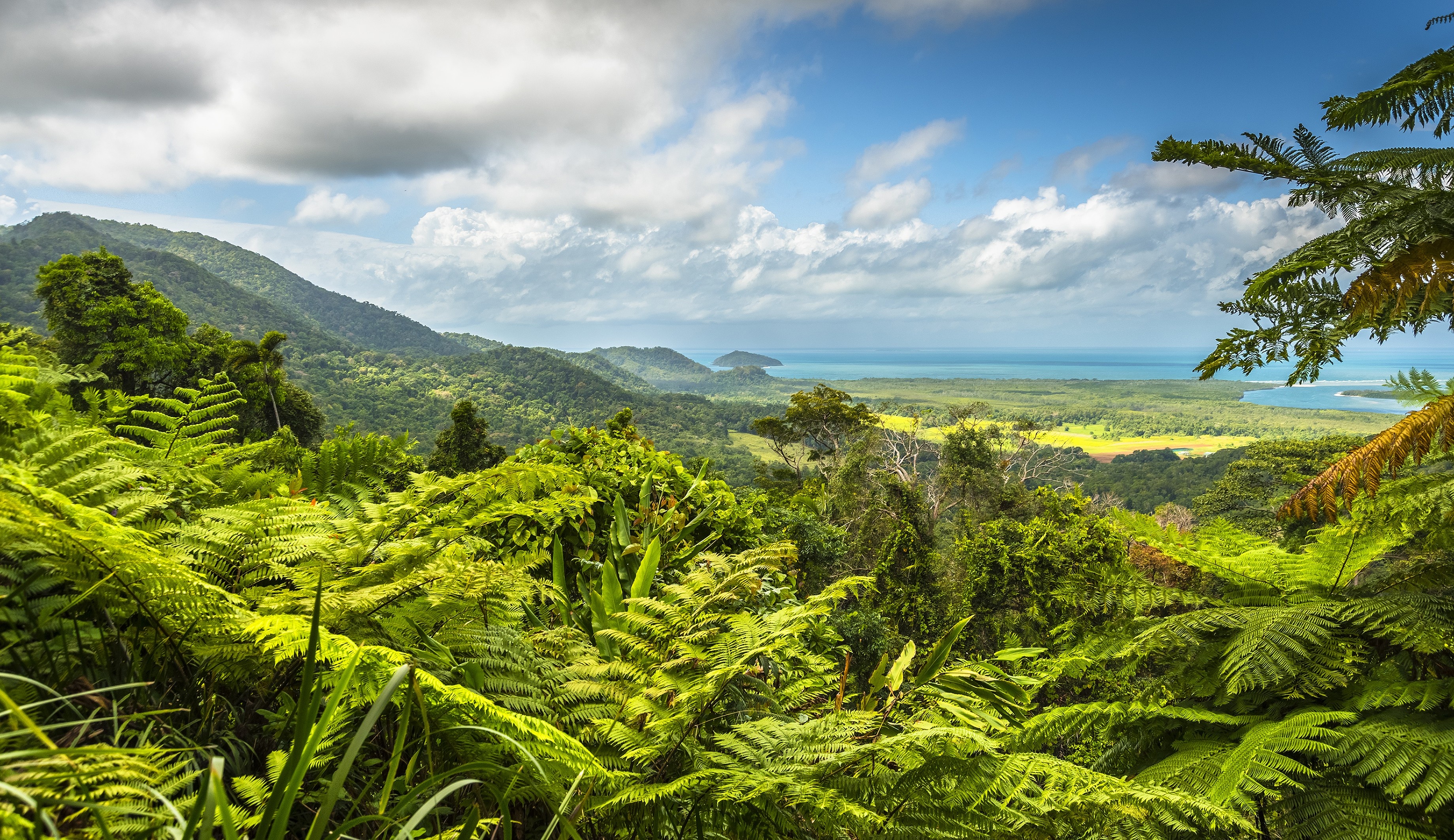 Daintree National Park, Cairns, Rainforest visit, Australian beauty, 3680x2130 HD Desktop