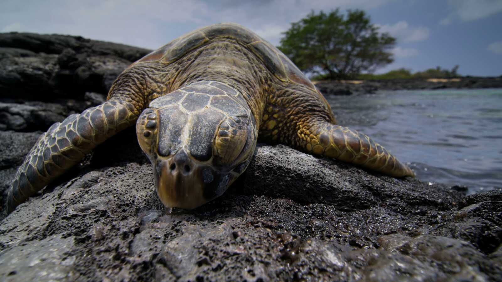 Left turtle. Морская черепаха. Черепаха в океане. Черепаха фронт. Морские черепахи file bez fona.